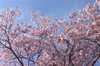 山桜